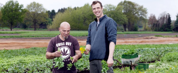 Gärtner und Beschäftigter stehen nebeneinander auf einem Feld und ernten Pflanzen.