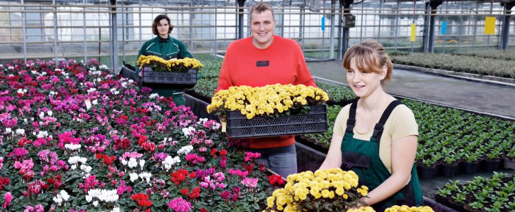 Auszubildende sortieren Blumen in einer großen Gewächshalle.